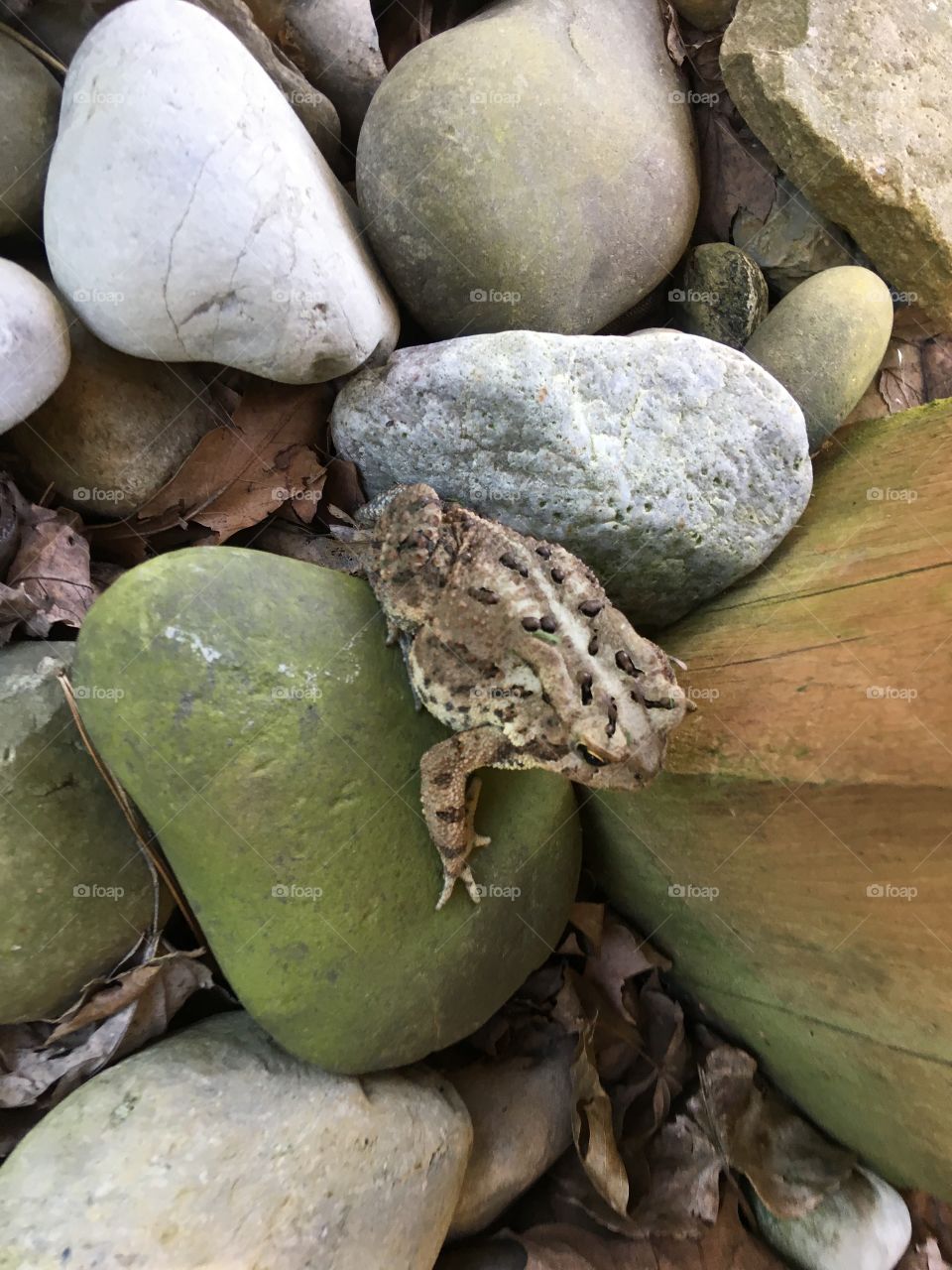 Cute toad posing in the rocks 