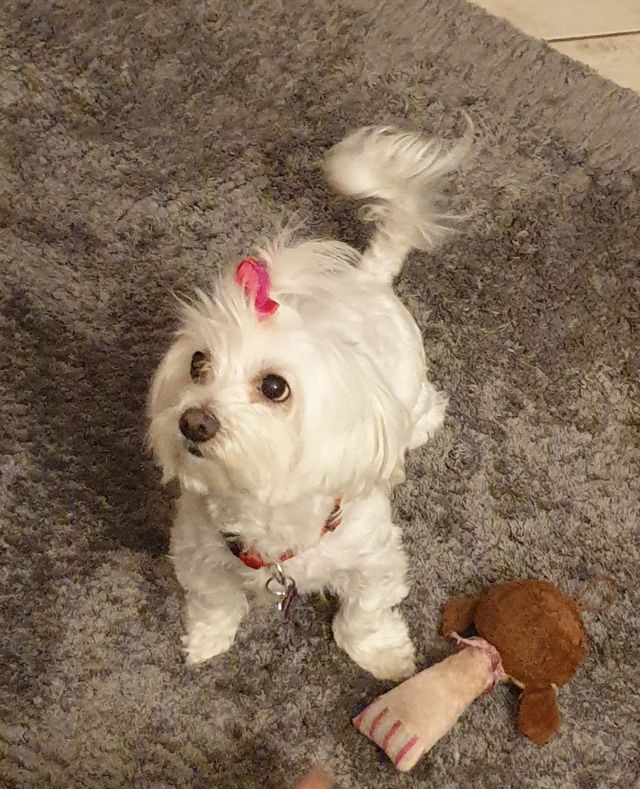 puppy