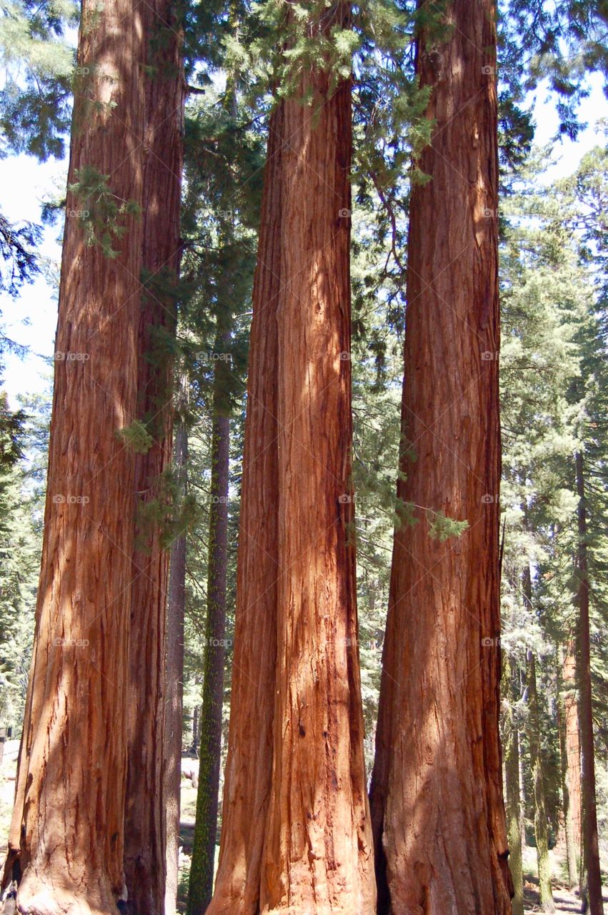 Trio Of Redwoods