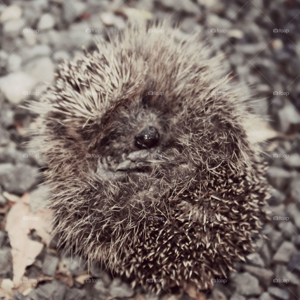 Hedgehog curled up