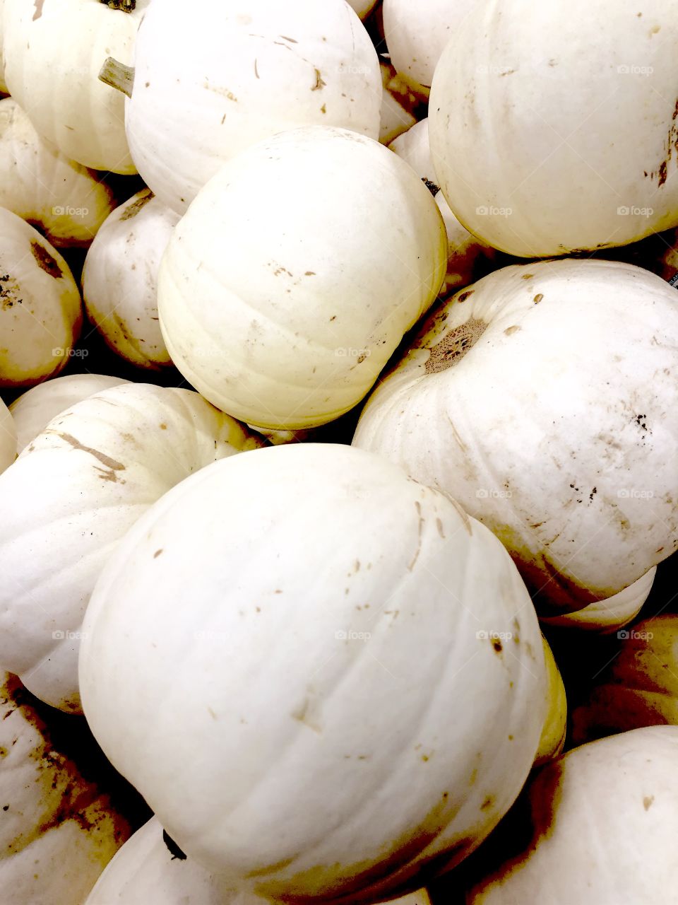 White Pumpkin 