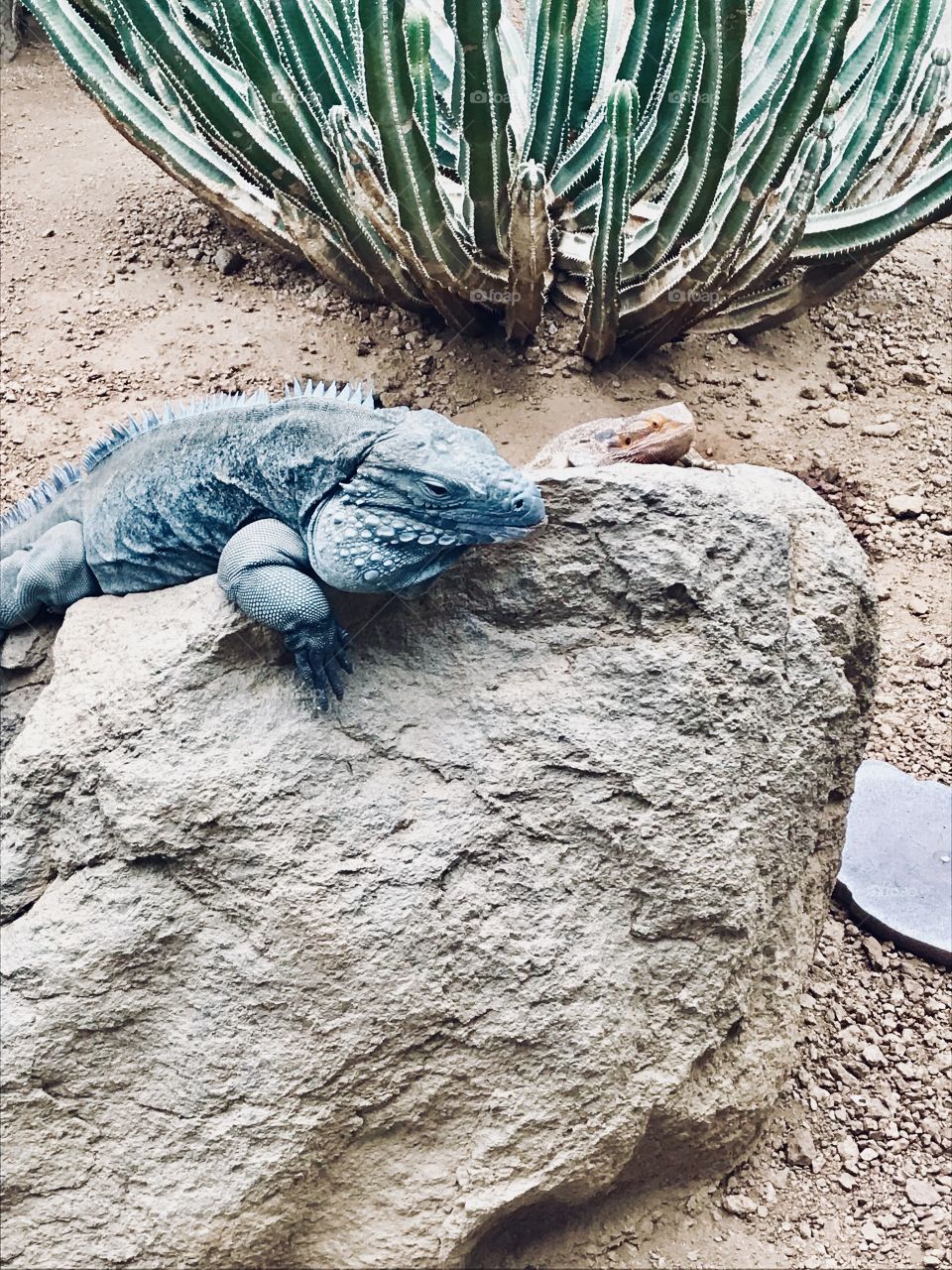 Two different amphibians laying on a rock together. 