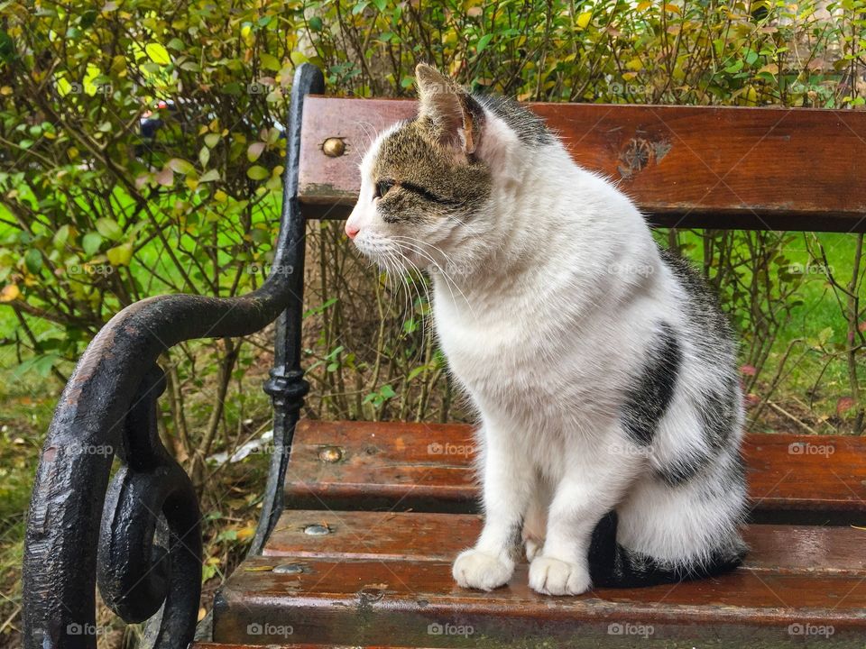 Black and white kitty sitting on bench