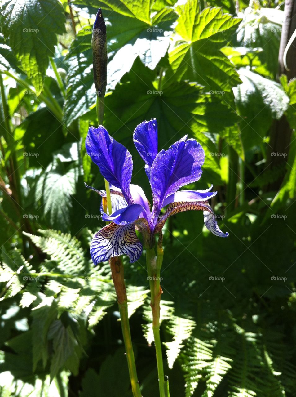 Blue iris