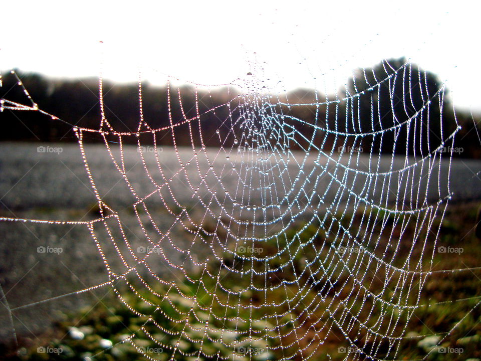 spiderweb