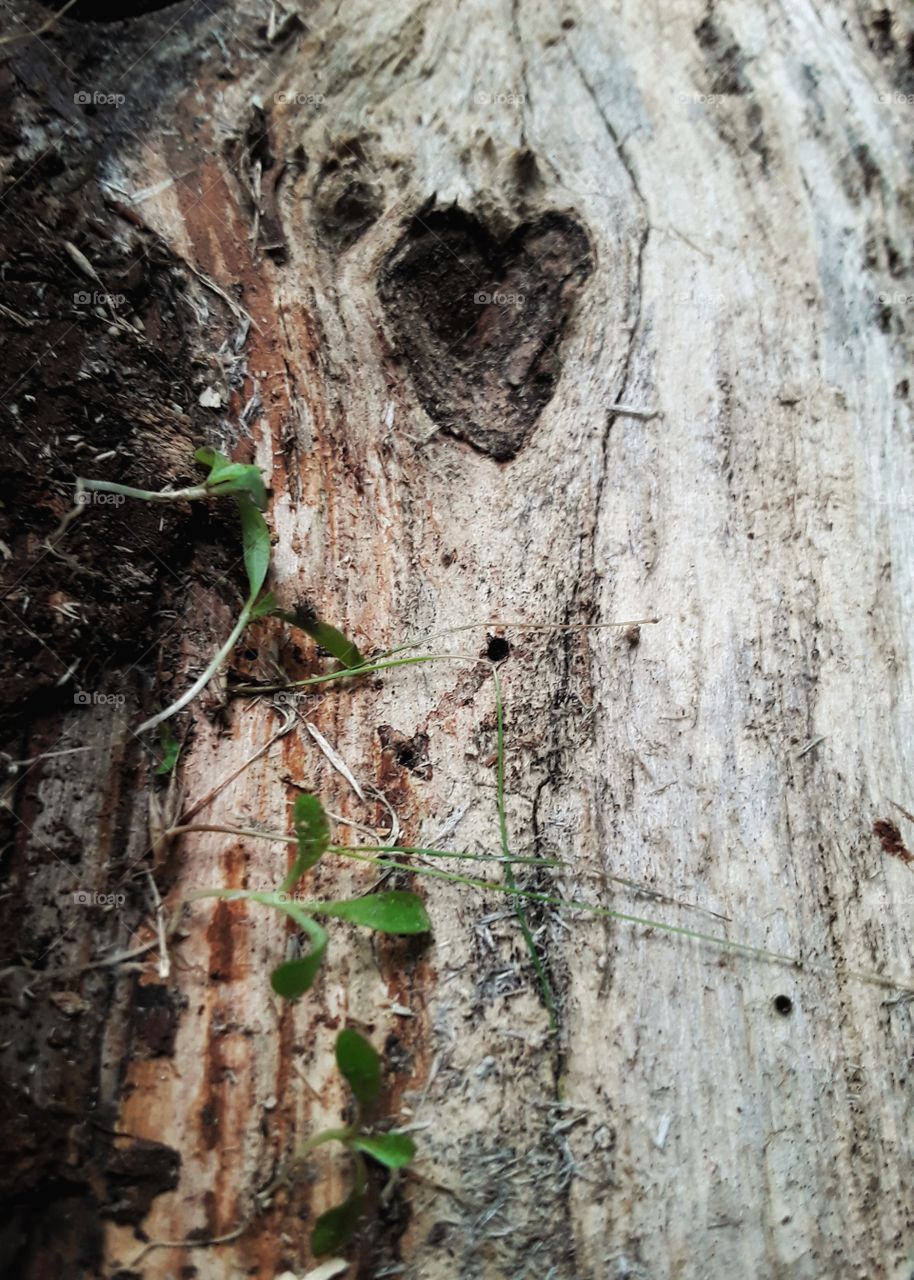 heart shape on decaying wood that started growing plants