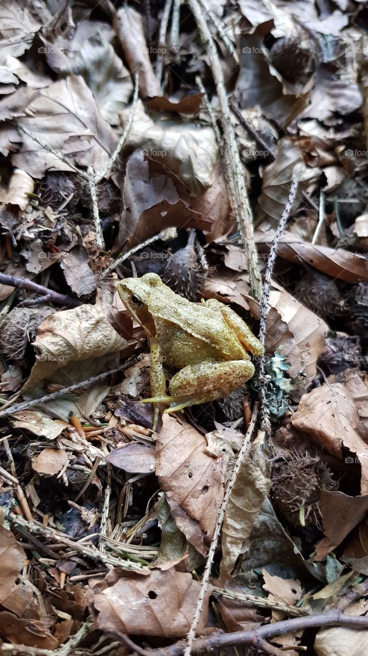 frog in wood
