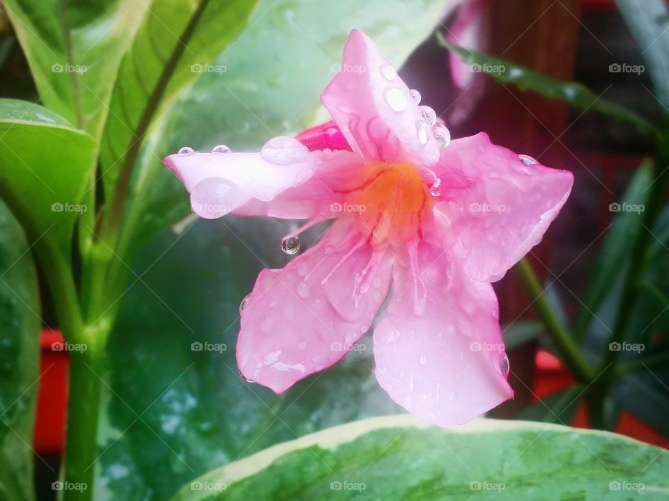 Flower petal flor gotas pink flor chuva rain nature garden Jardim close-up