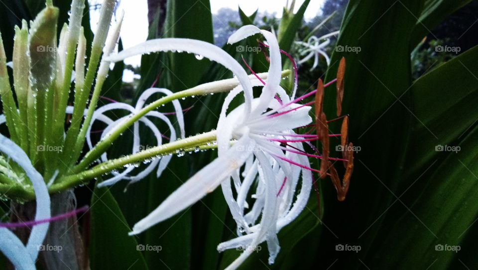 mist parl.. drops in flower...