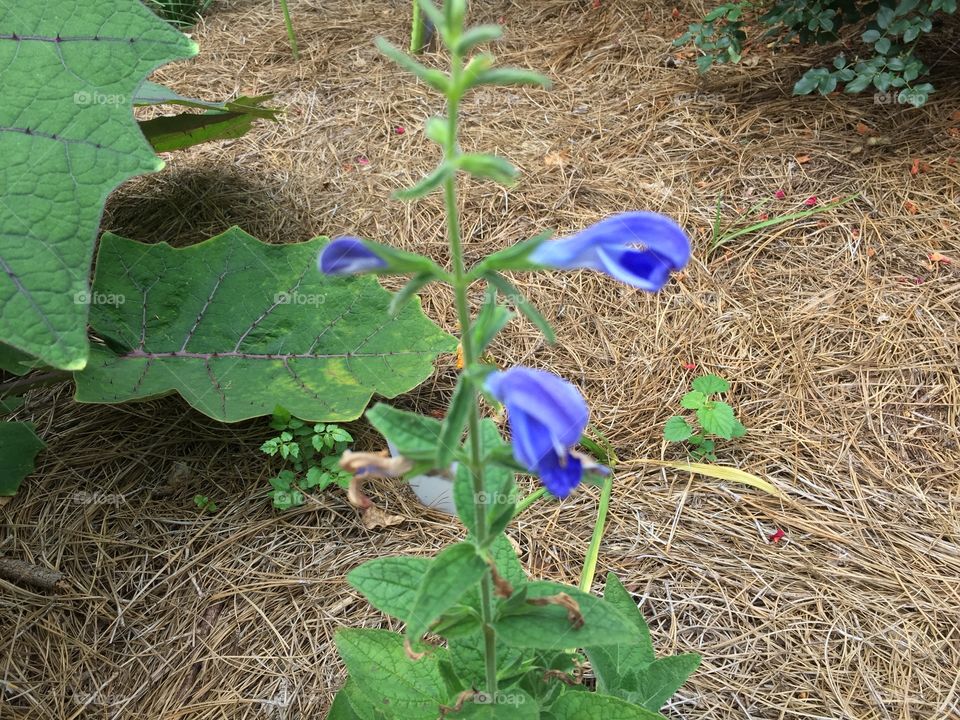 Blue flower up close 