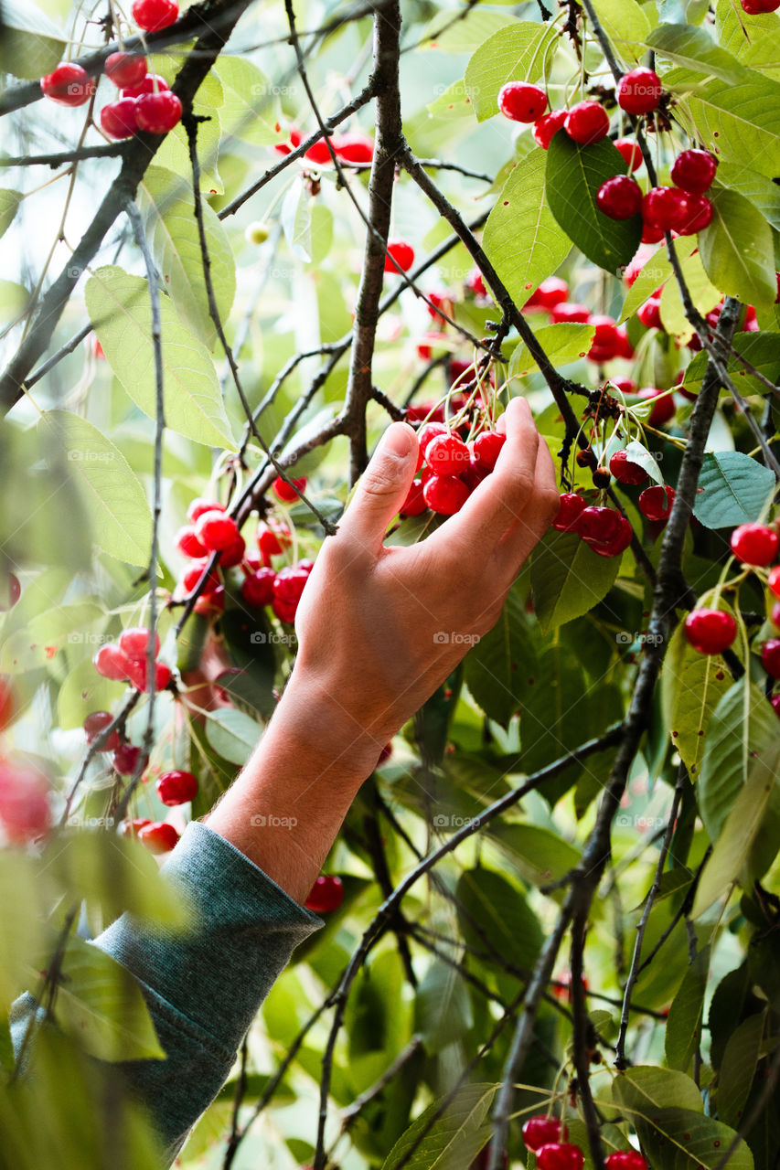 Young man picking cherry berries from tree