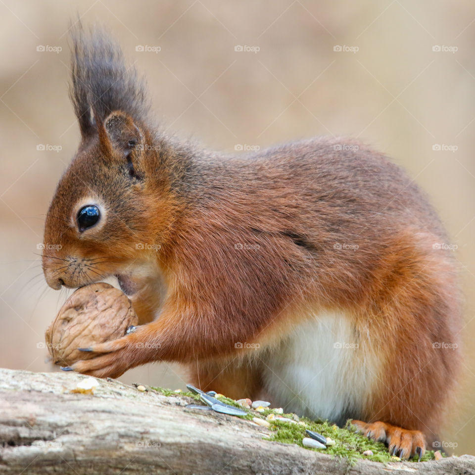 Red squirrel taking a big nut