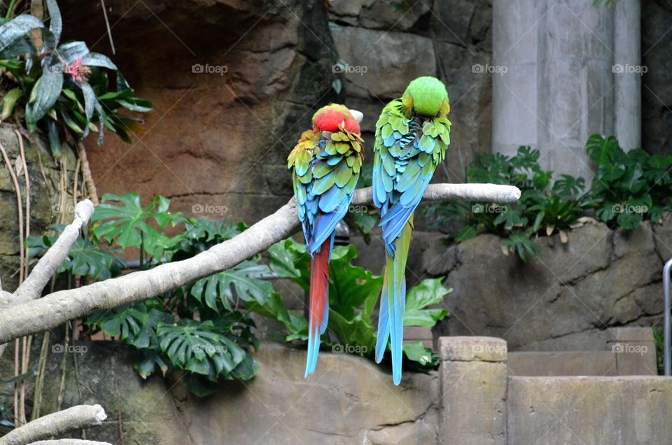 Macaws Sleeping