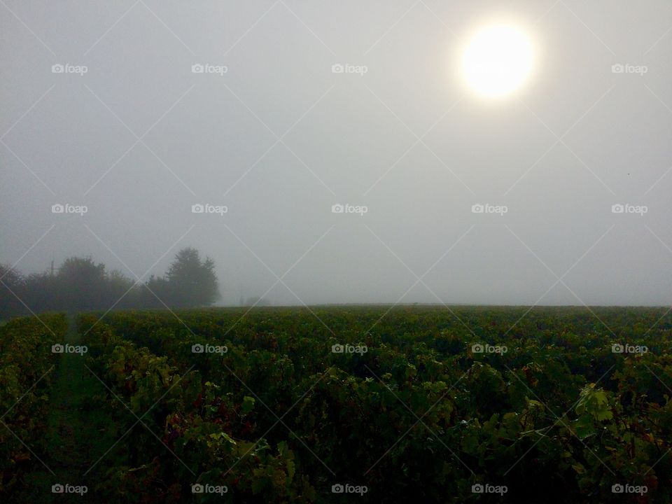 A foggy day in the vineyard 