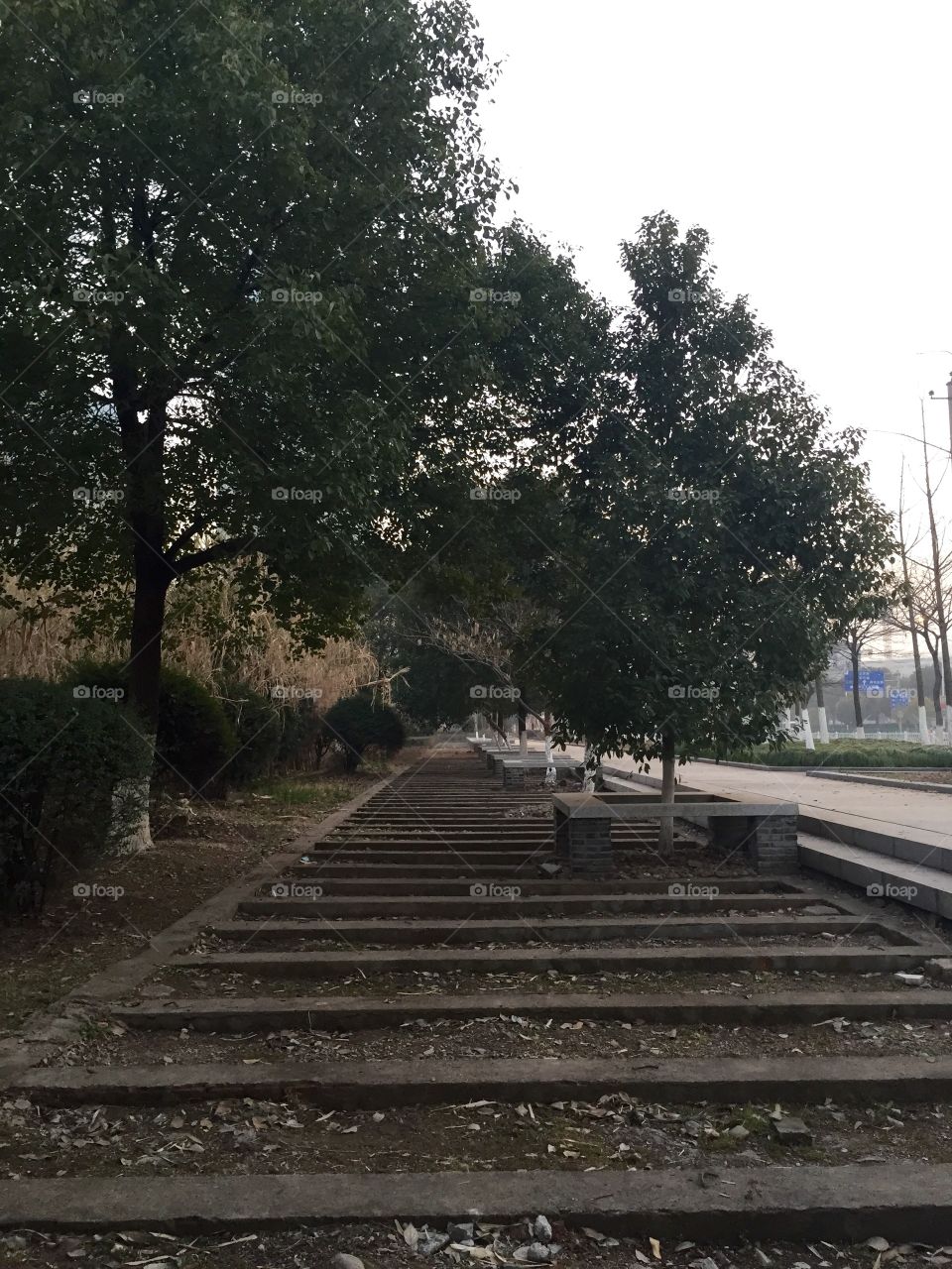 A broad sidewalk with trees and benches