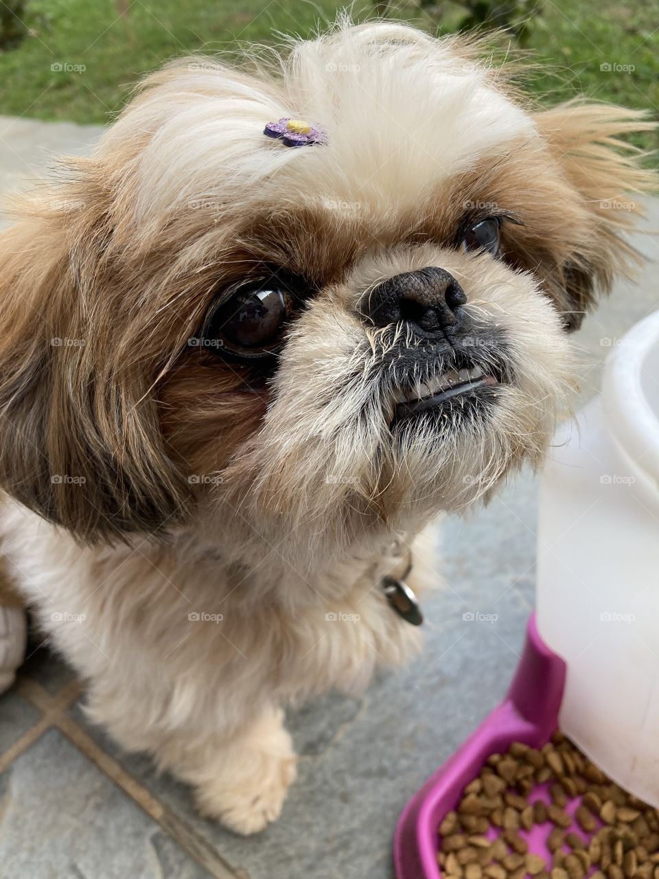 A selfie of someone who is always happy with life… Pudera: shade, fresh water and food.  Until me! /Uma selfie de quem sempre está de bem com a vida… Pudera: sombra, água-fresca e ração. Até eu!
🤳 🐶 