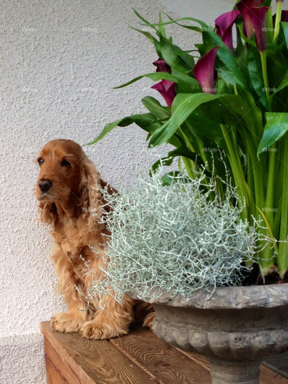 flower dog blommor hund by cabday