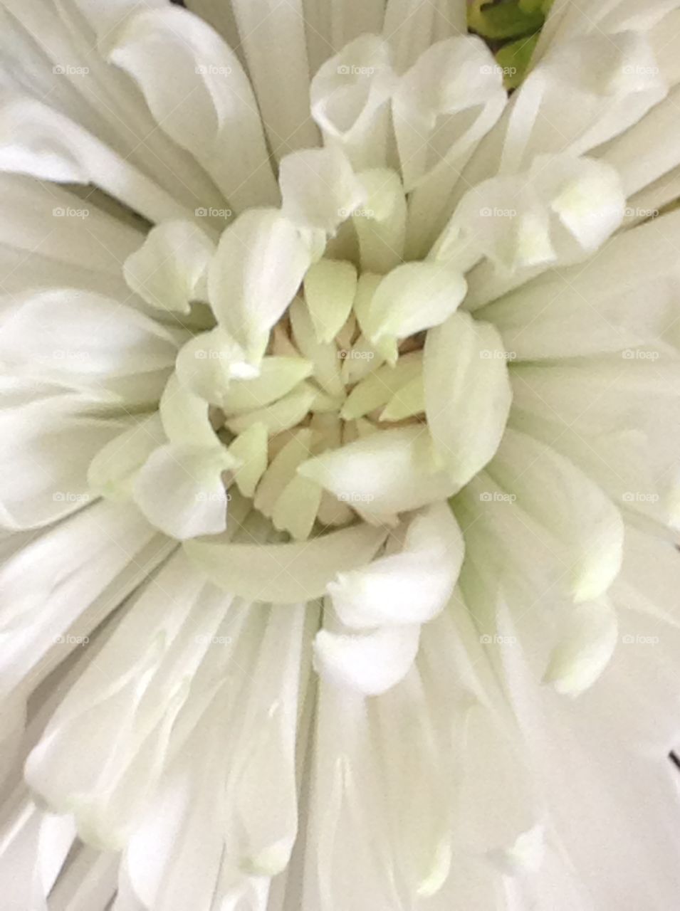 A close up of a beautiful pure white daisy in bloom.