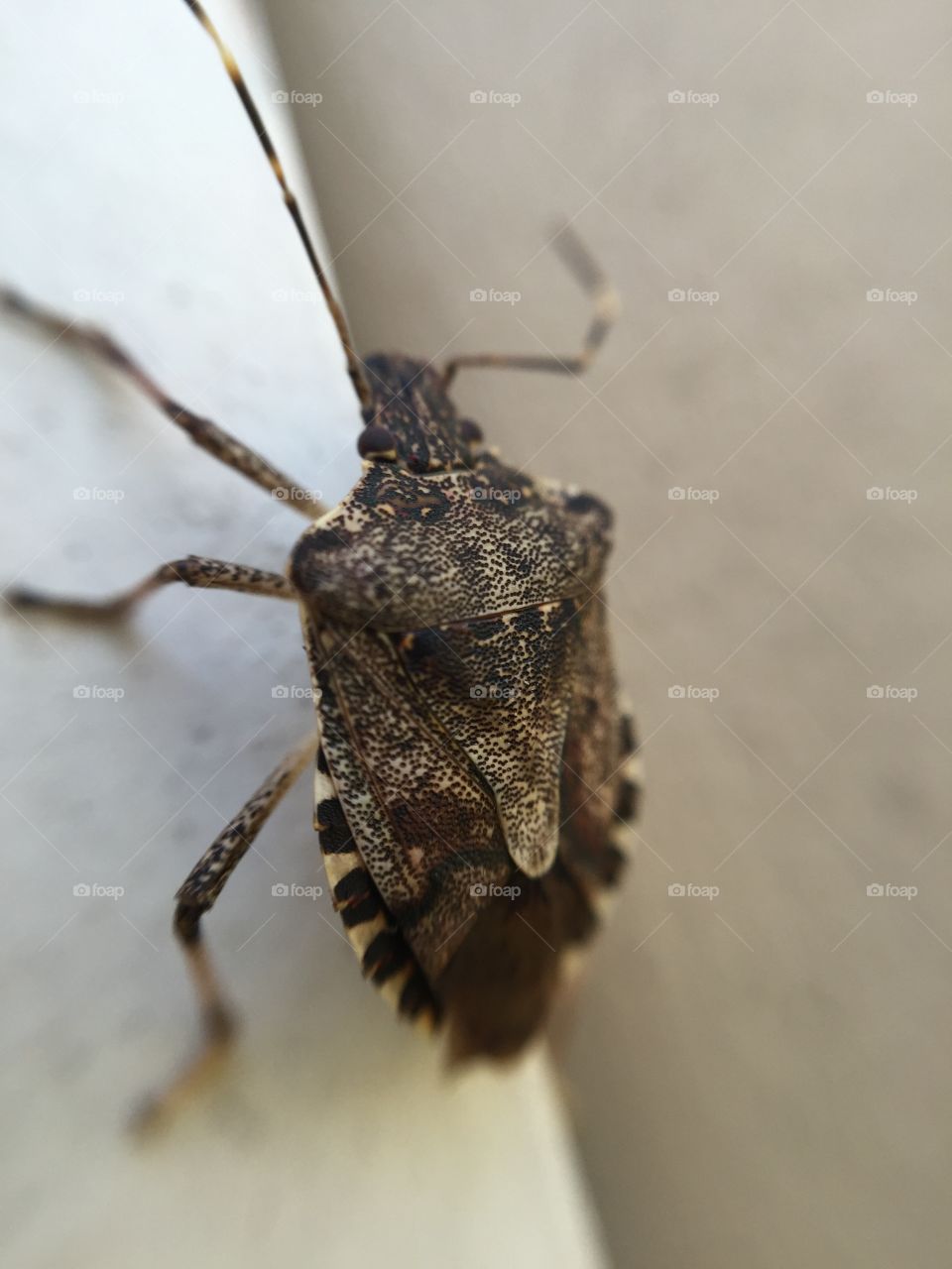 Macro stink bug
