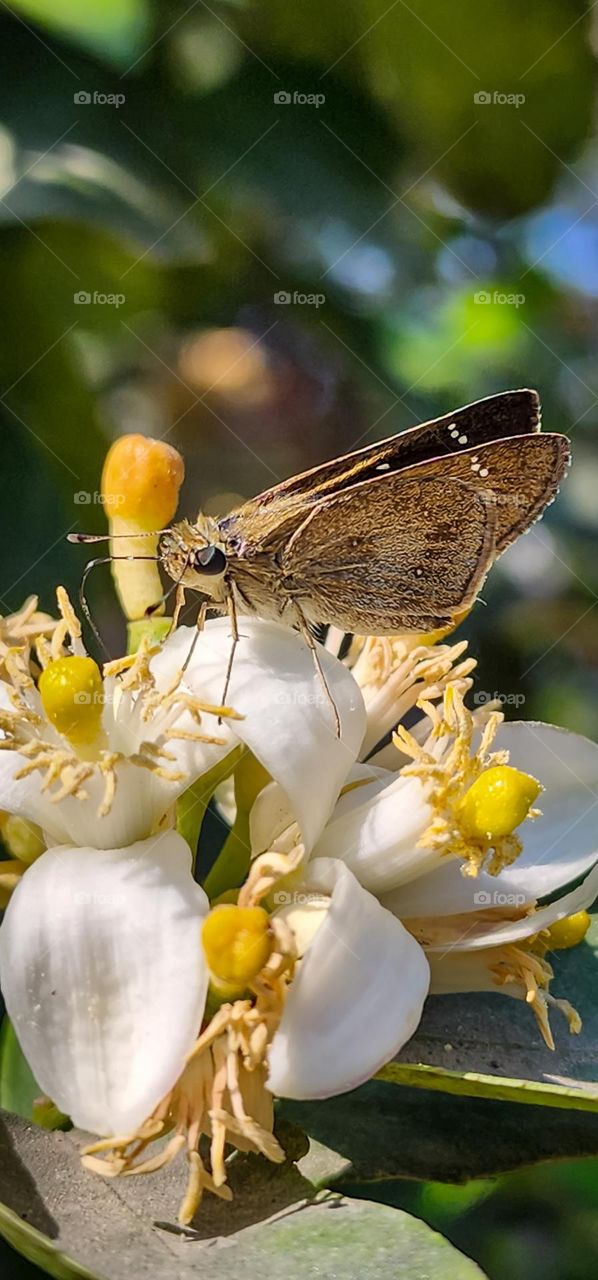 closeup shot of a butterfly