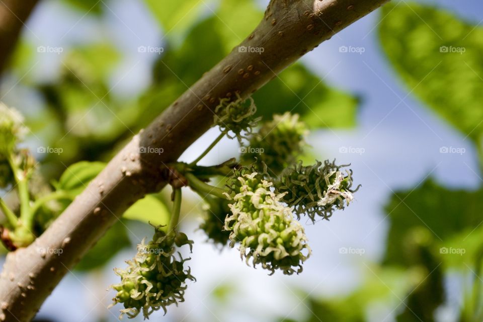 Green unripe mulberries on a mulberry bush tree, closeup macro image. 