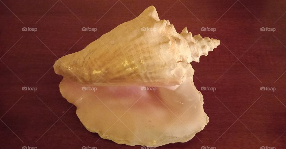 Big shell