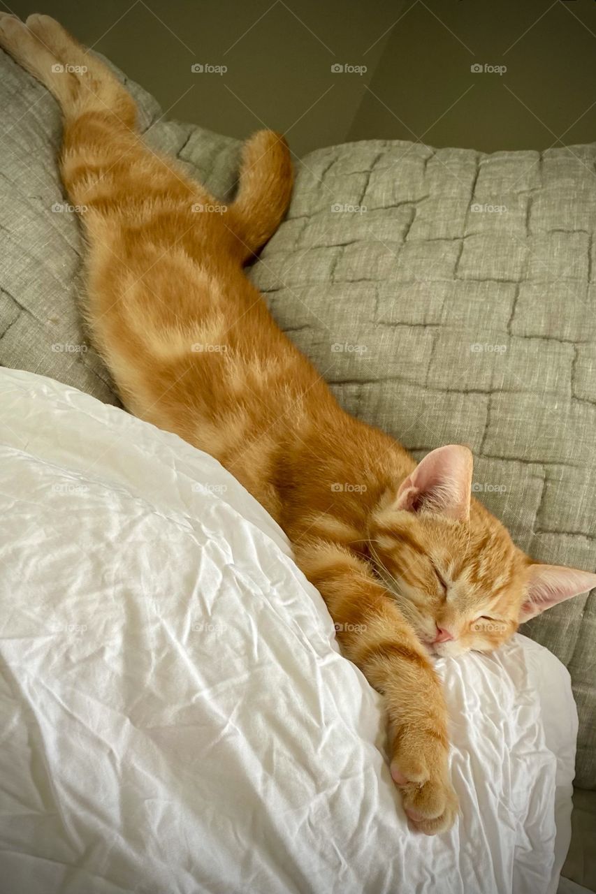 A sleepy tabby kitten stretches out over a cozy bed during an afternoon nap 