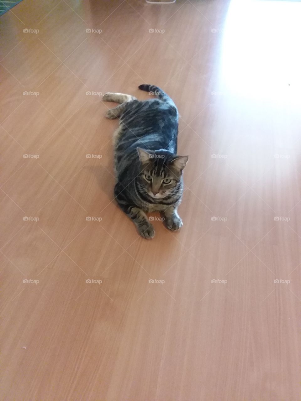 Tabby Cat Keeping Cool on the Shiny Laminate