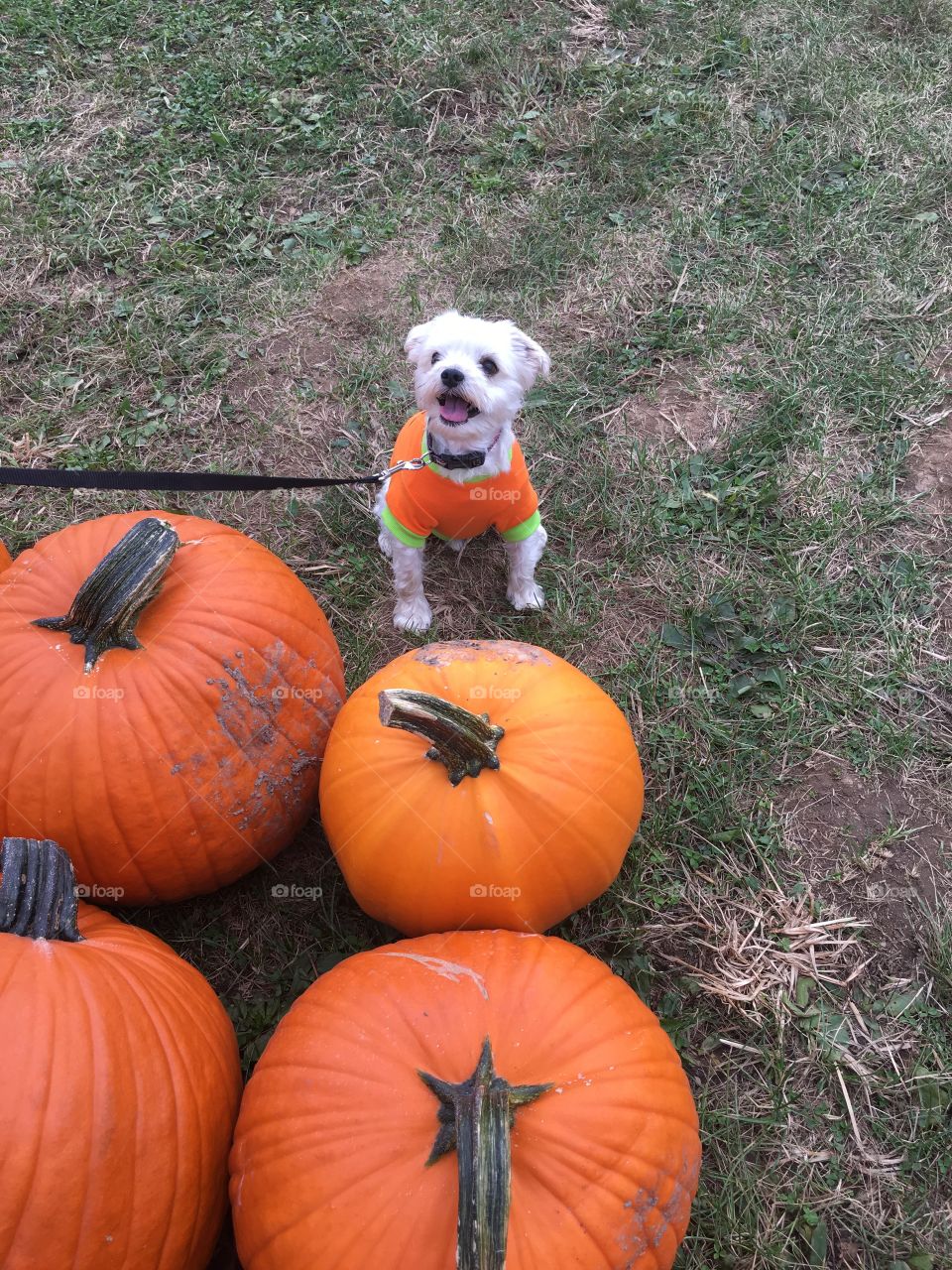 Puppy with pumpkins 