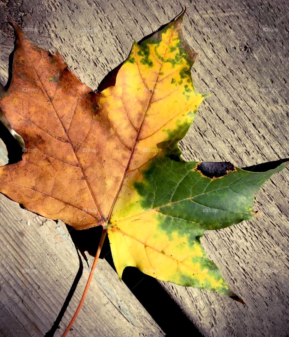 Colourful Fall leaf showing the different stages of colours