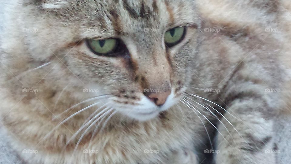 pretty kitty. closeup of cat face