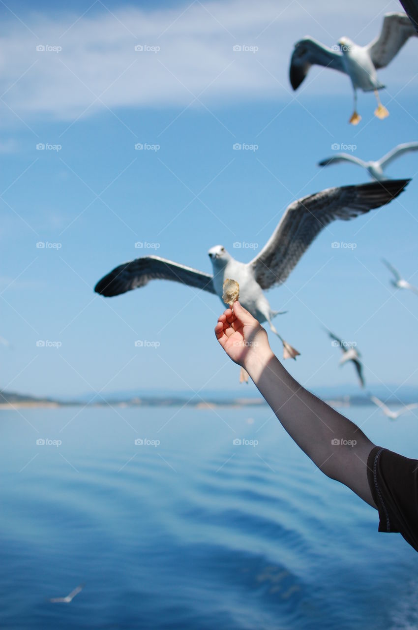Seagull catches baked bread