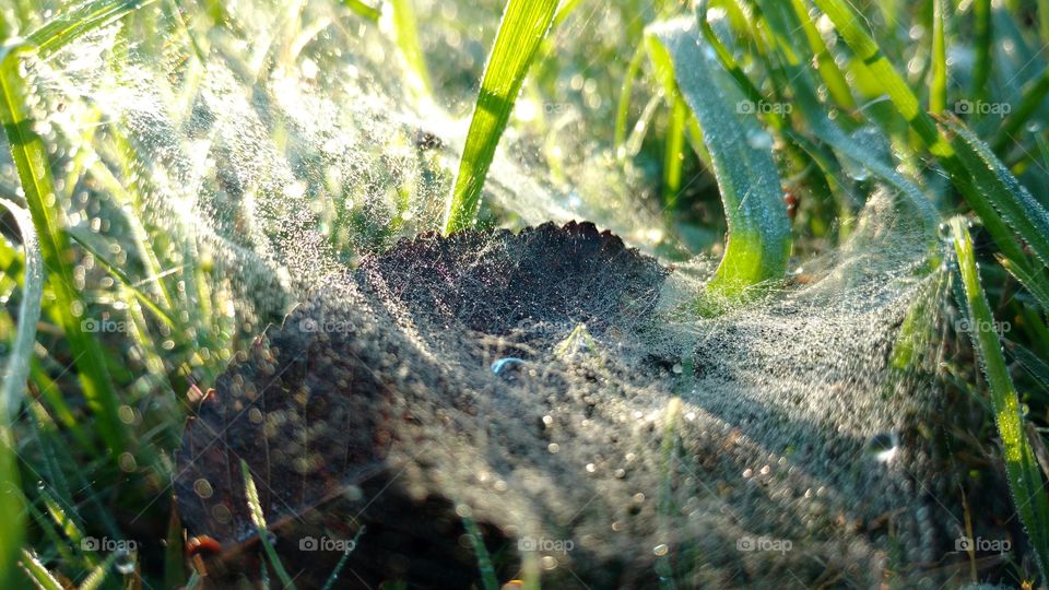 Spiderweb In The Grass