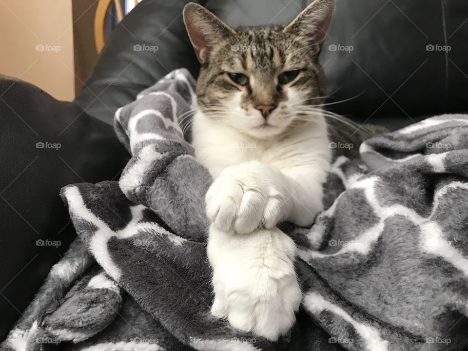 White tabby cat with paws crossed. 