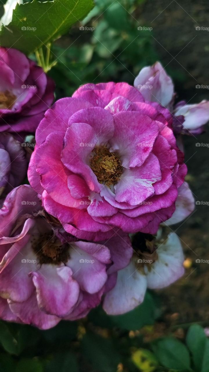 Macro photo of a flower growing in the garden