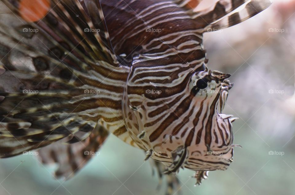 View of lionfish
