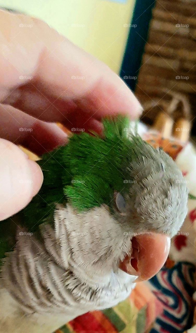 happy parrot