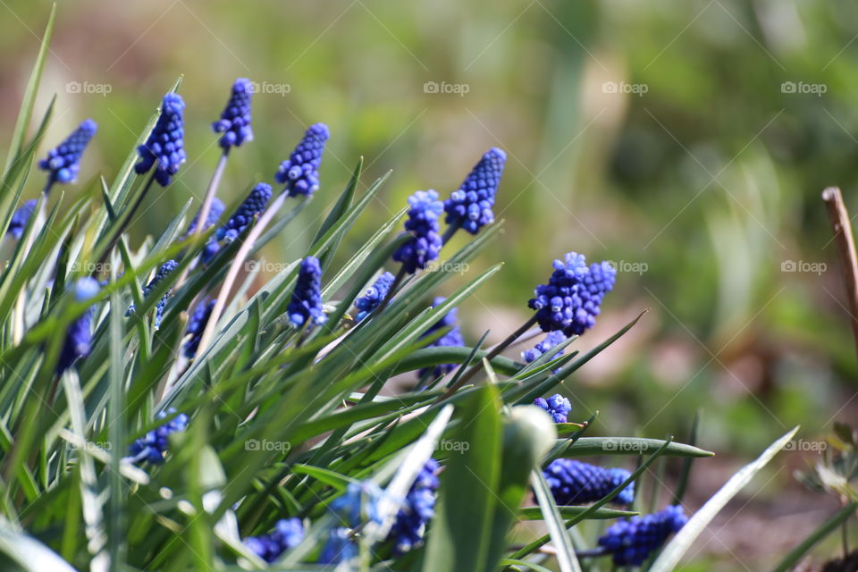 Beautiful spring purple flowers with blurry background