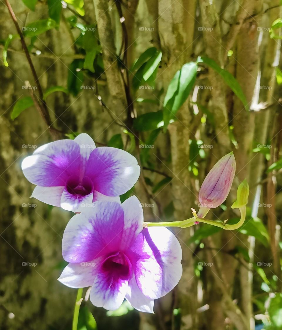 wild flowers blooming