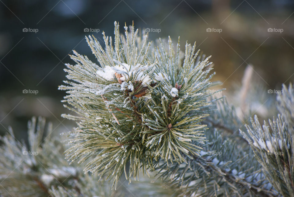 spruce branch in the winter