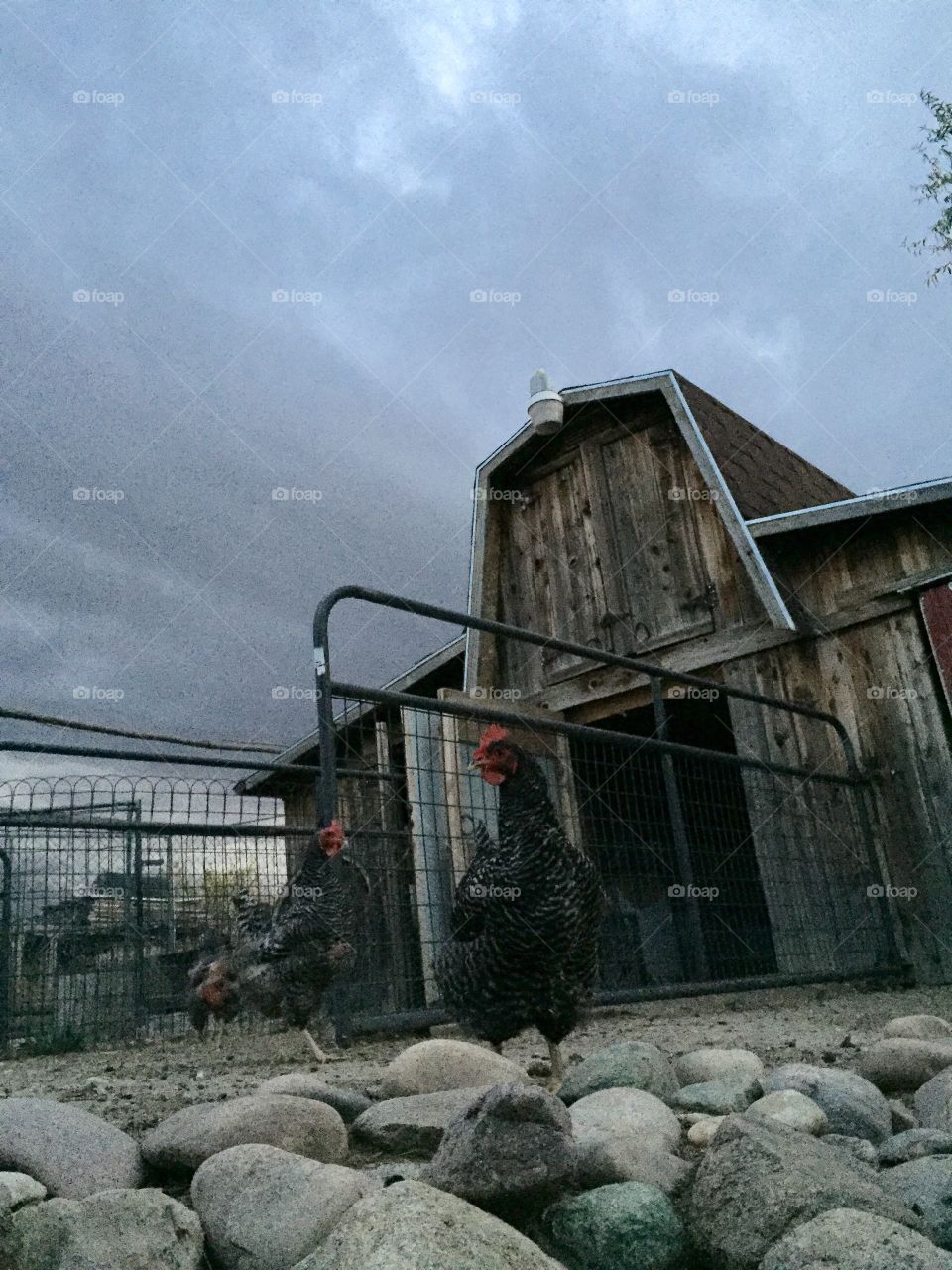 The Sky is Falling. Storm clouds build over a barn in rural Wyoming as chickens keep watch