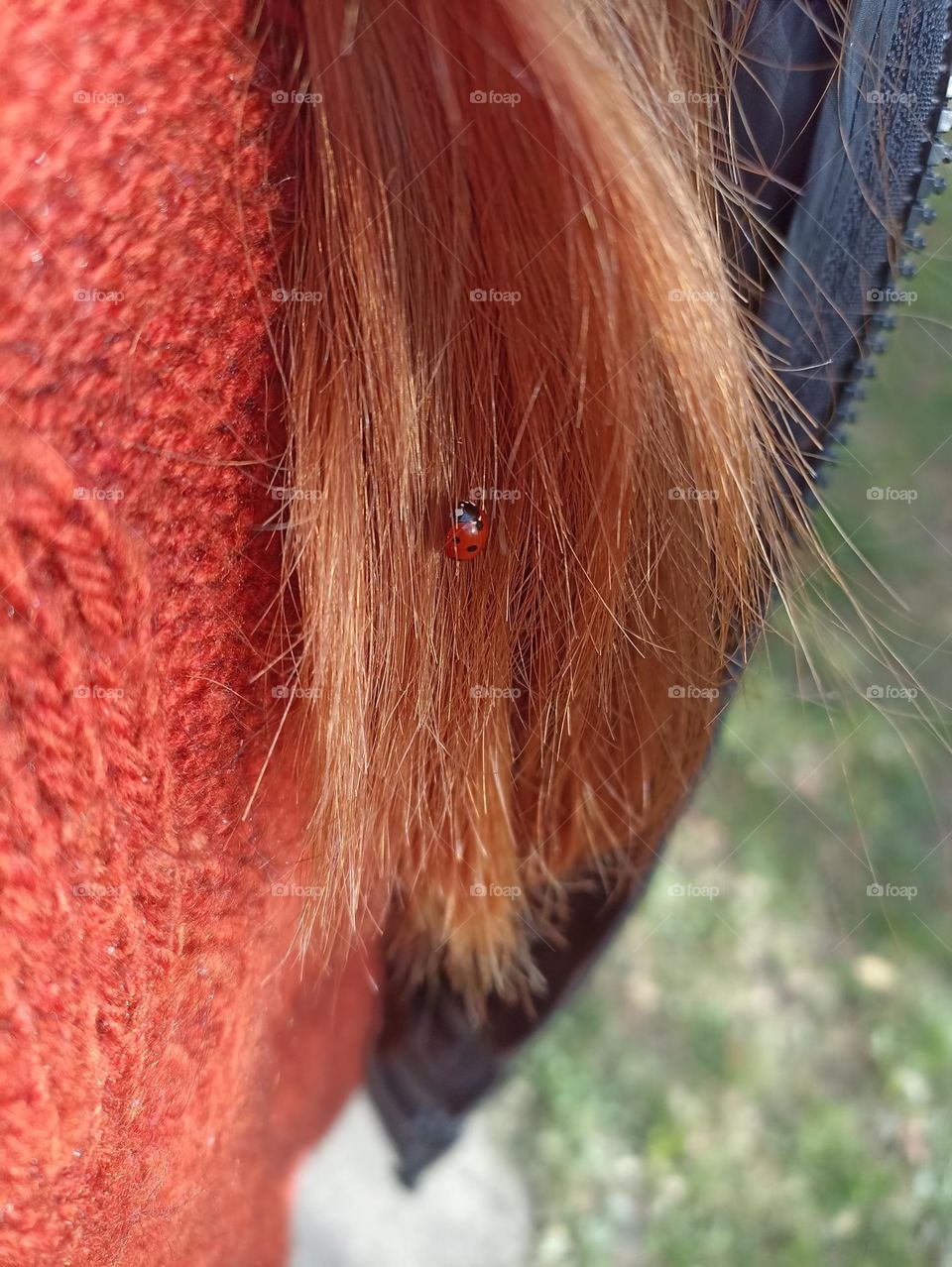 Ladybug on red hair