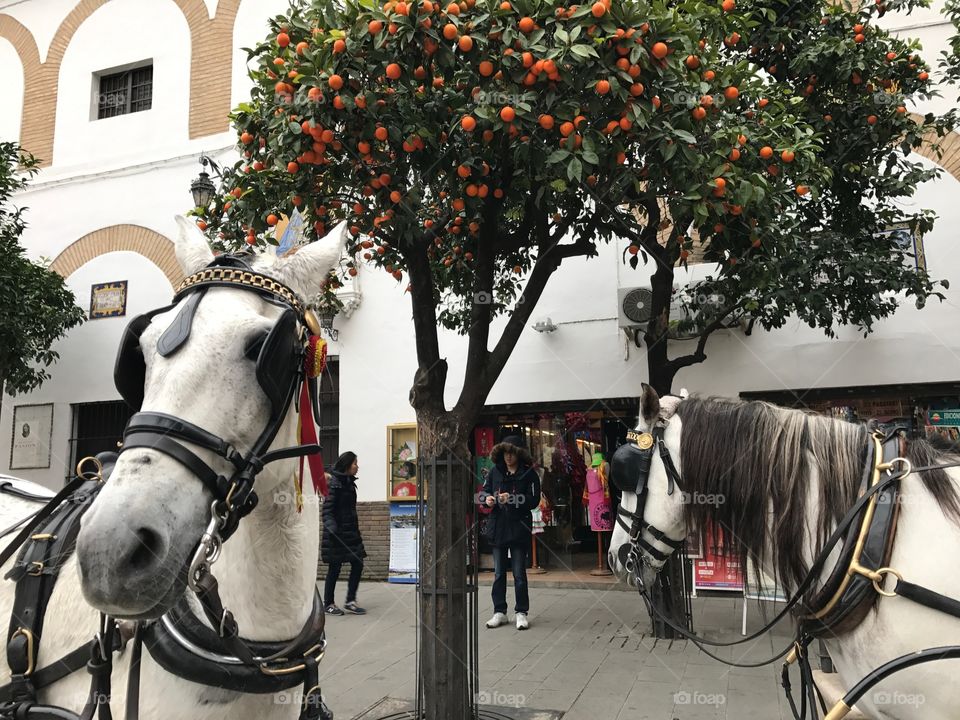 Two white horses in spain in front of an orange tree