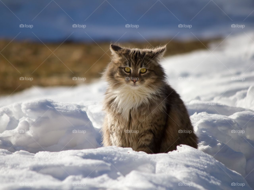 Snow cat 