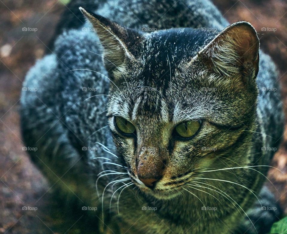 Egyptian mau  - Domestic cat