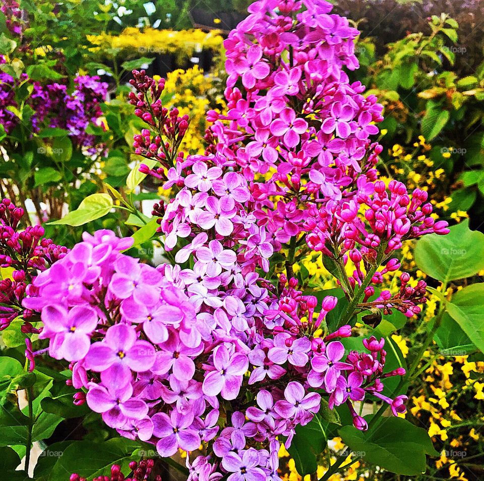 Bright, blooming lilac flowers 