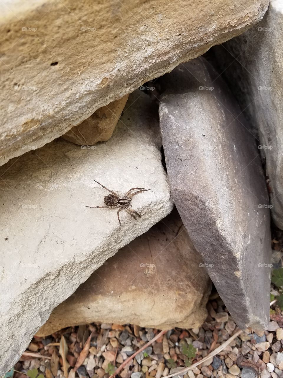 Brown, leggy spider on gray rocks