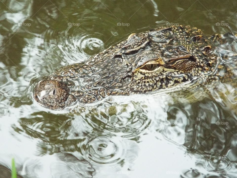 Alligator, Crocodile, Nature, Reptile, Animal
