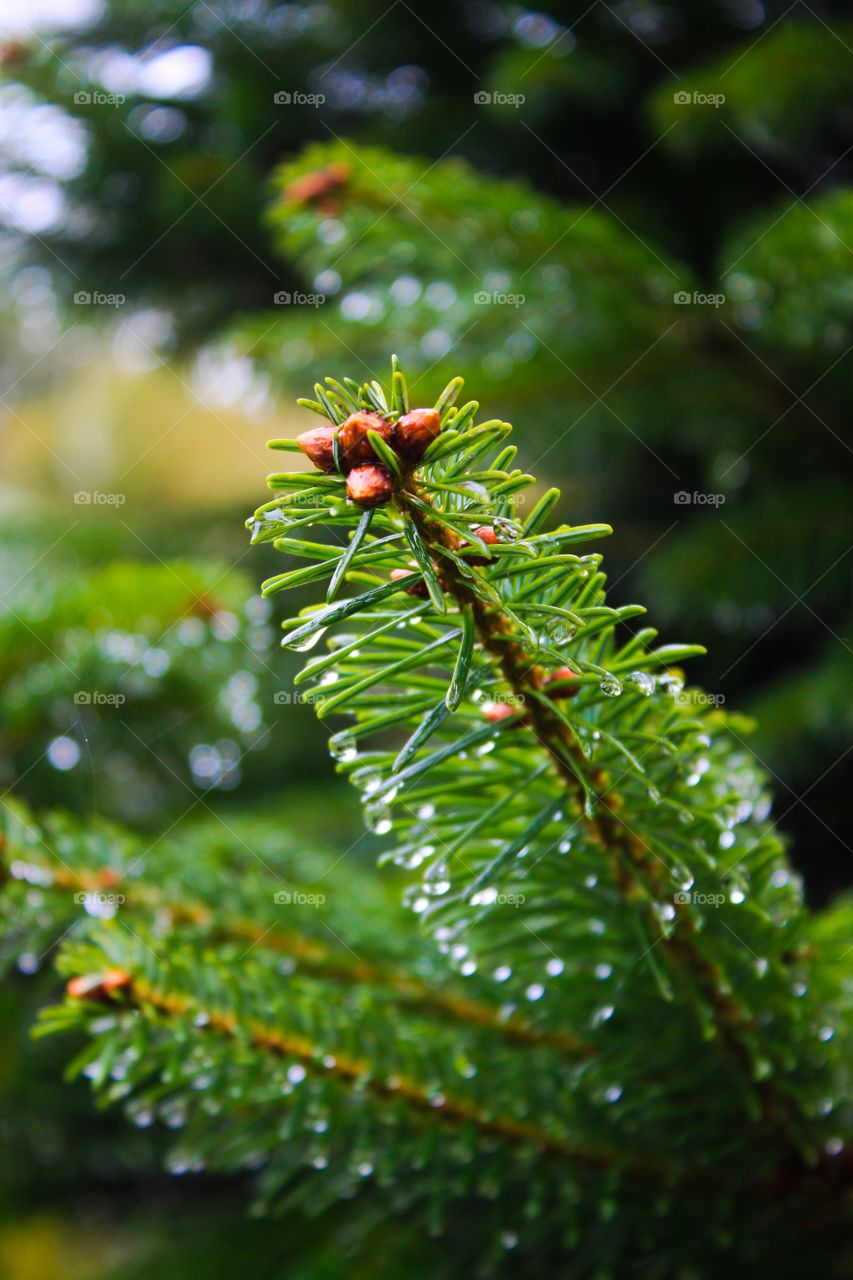 Close-up of a pine tree branch