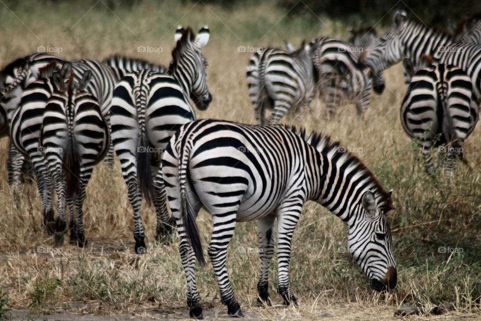 A small group of zebras from the back. Traveling through Tanzania!